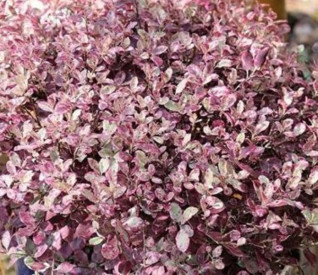 /images/plants/Pittosporum_Bannow_Bay.jpg