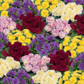 /images/plants/Primula_Belarina_Mixed.jpg