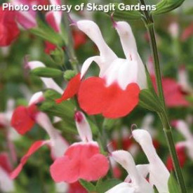 /images/plants/Salvia_Hot_Lips.jpg