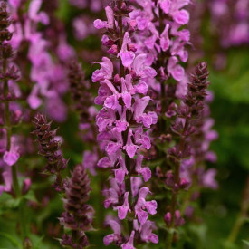 /images/plants/Salvia_Rose_Marvel.jpg