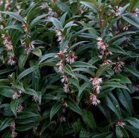 /images/plants/Sarcococca_Winter_Gem.jpg