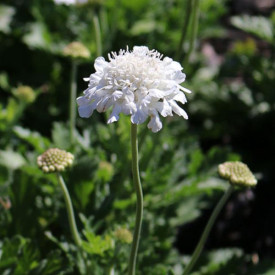 /images/plants/Scabiosa_Flutter_Pure_White.jpg