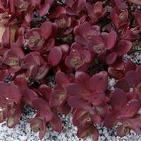 /images/plants/Sedum_SunSparkler_Cherry_Tart.jpg