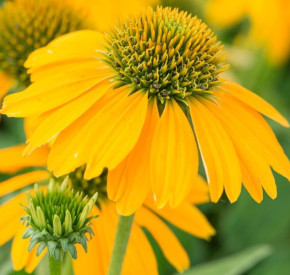/images/plants/SunMagic_FantasticYellow.jpg