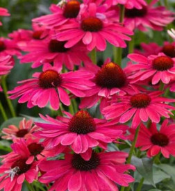 /images/plants/SunMagic_Vintage_Ruby.jpg