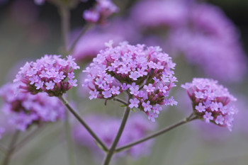 /images/plants/Verbena-Lollipop.jpg