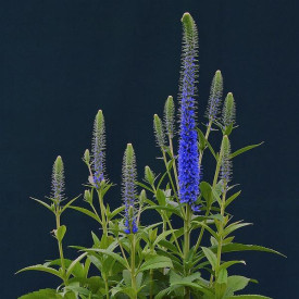 /images/plants/Veronica_Ulster_Blue_Dwarf.jpg