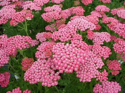 /images/plants/achillea-summerwine.jpg