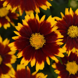 /images/plants/coreopsis_uptick_Red.jpg