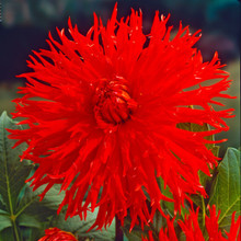 /images/plants/dahlia_apache.jpg