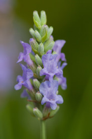 /images/plants/i.-Provence-.jpg