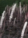 /images/plants/Actaea_simplex___Brunette___.jpg