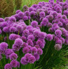 /images/plants/Allium_Millenium.jpg
