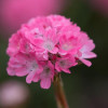/images/plants/Armeria_Dreameria____Daydream.jpg