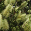 /images/plants/Callistemon_Honeypot.jpg