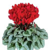 /images/plants/Cyclamen_Metalis_Red.jpg