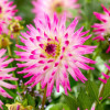 /images/plants/Dahlia_Hayley_Jane.jpg