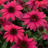/images/plants/Echinacea_Sunmagic_Red.jpg