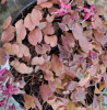 /images/plants/Epimedium_Purple_Pixie.jpg