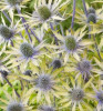/images/plants/Eryngium_x_zabelii_Neptune_Gold.jpg