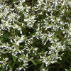 /images/plants/Euphorbia_Glamour.jpg