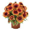 /images/plants/Gaillardia_Fanfare_Amber_Glow.jpg