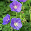 /images/plants/Geranium_Orion.jpg