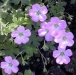 /images/plants/Geranium___Mavis_Simpson__.jpg