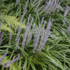 /images/plants/Liriope_Big_Blue.jpg