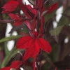 /images/plants/Lobelia_Starship_Scarlet_Bronze_Leaf.jpg