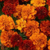 /images/plants/Marigold_French_Fireball.jpg