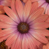 /images/plants/Osteospermum_Serenity_Coral_Magic.jpg