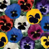 /images/plants/Pansy_EVO_Royal_Mix.jpg