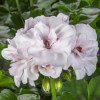 /images/plants/Pelargonium__Geranium__Ivy_Leaf_White.jpg