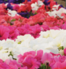 /images/plants/Petunia_Parade_Mixed.png