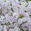 /images/plants/Phlox_Fashionably_Early_Lavender_Ice.jpg