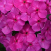 /images/plants/Phlox_Super_Ka-Pow____Lavender.jpg