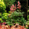 /images/plants/Rodgersia_Bronze_Peacock.jpg