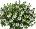 /images/plants/Scaevola-aemula-Fancy-White.jpg