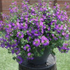 /images/plants/Scaevola_Surdiva_Deep_Violet_Blue.jpg