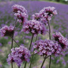 /images/plants/Verbena_bonariensis.jpg