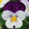/images/plants/Viola_EVO_Mini_White_Purple_Jump_up.jpg