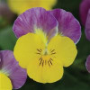 /images/plants/Viola_EVO_Mini_Yellow_Pink_Purple_Jump_up.jpg