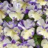 /images/plants/Viola_Rebecca.jpg