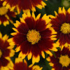 /images/plants/coreopsis_uptick_Red.jpg