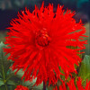 /images/plants/dahlia_apache.jpg